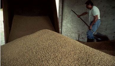 Сбор зерна на 21 июля — 23 млн т