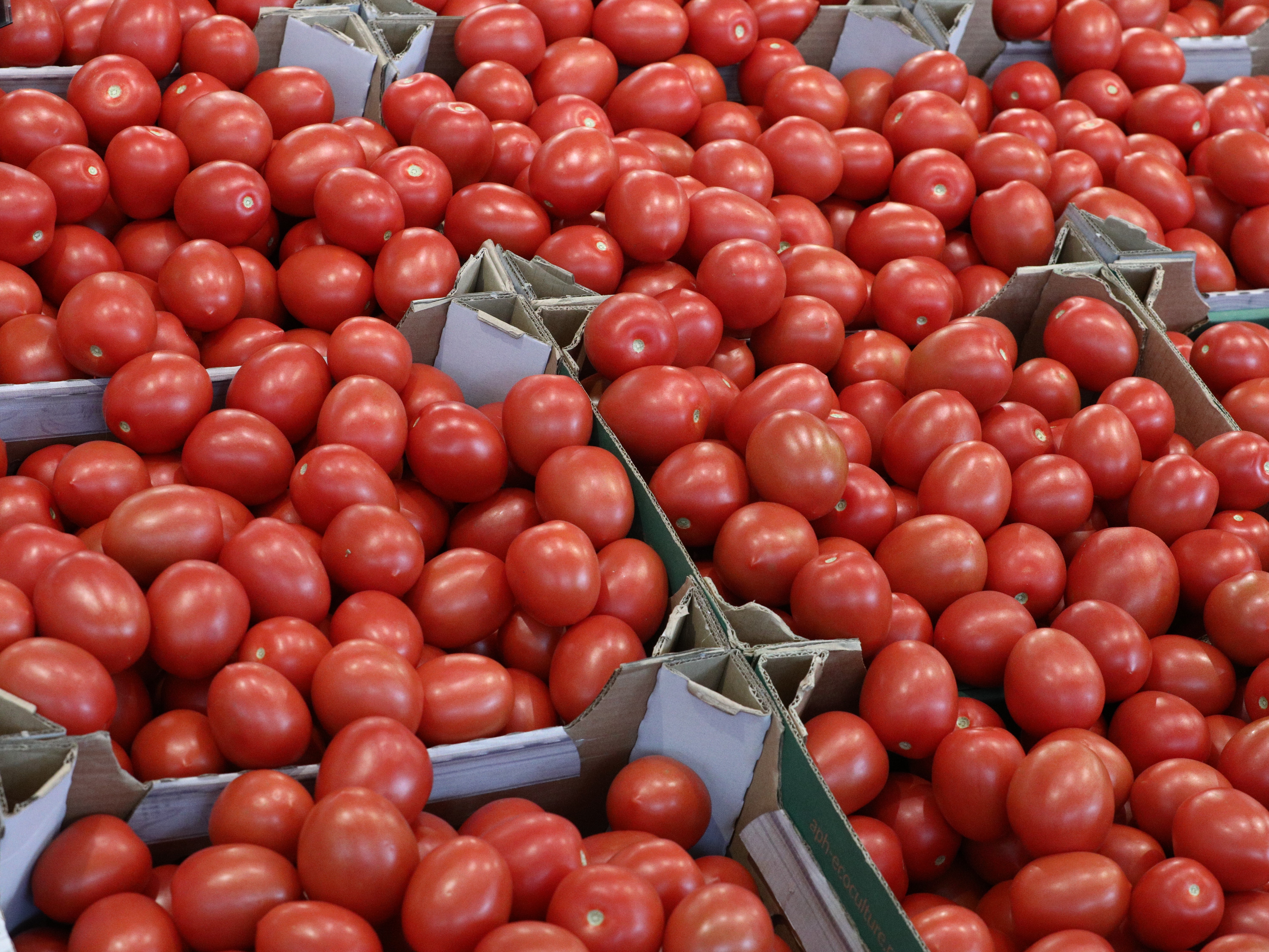 Отраслевой союз ожидает небольшого снижения оптовых цен на томаты из-за обнуления ввозной пошлины