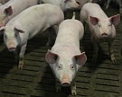 Производство свинины в сельхозорганизациях в 2016 году достигнет 3,26 млн тонн