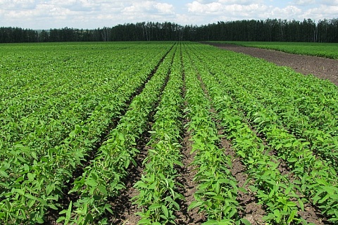 Инвестиции в растениеводство сокращаются четвертый год подряд