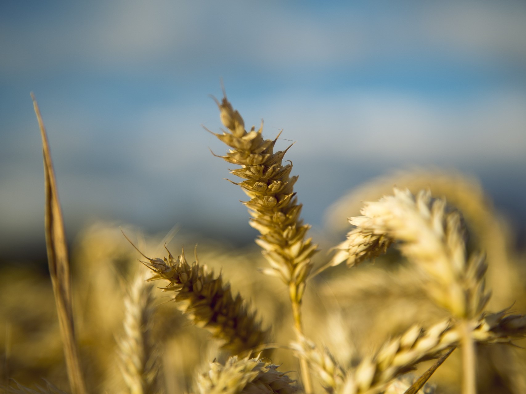 Экспортная цена пшеницы достигла двухмесячного максимума