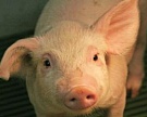 В Пензенской обл. реализуются крупные животноводческие проекты