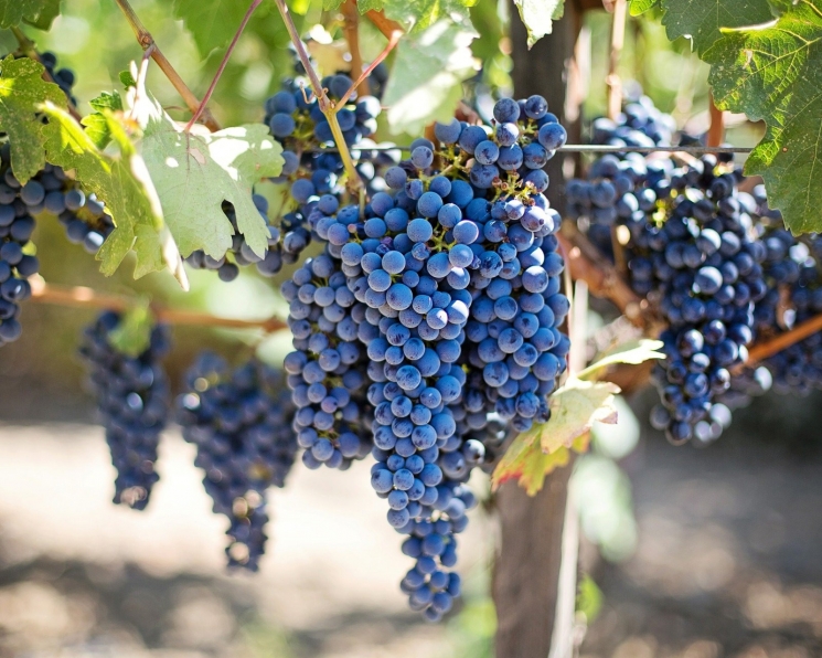 Закон о виноградарстве и виноделии принят