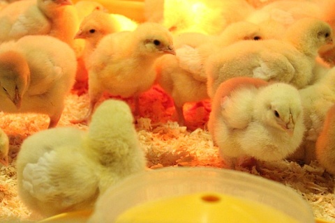 Птицефабрики нарастили импорт племенных цыплят