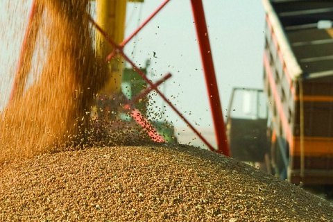 Квота на экспорт зерна составит 7 млн тонн