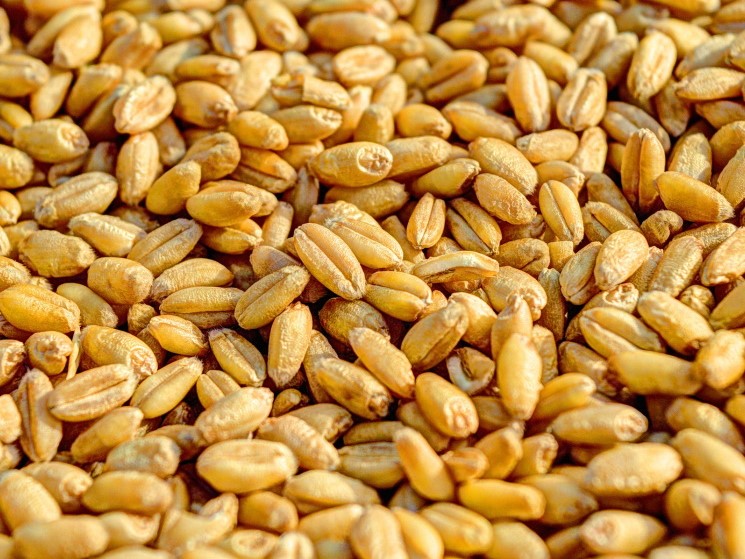 Цены на российскую пшеницу выросли в начале недели