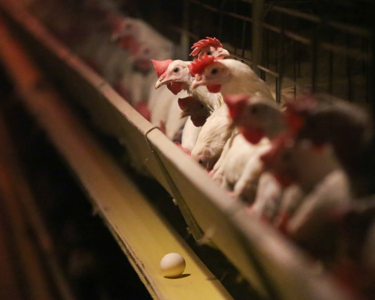 За девять месяцев сельхозпроизводство выросло на 2%