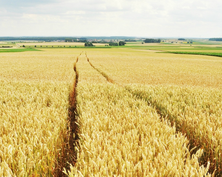 Цены на российскую пшеницу продолжают снижаться