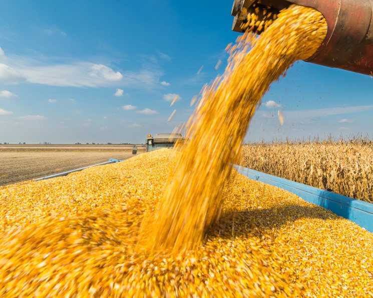 Кукуруза сдала позиции. Перспективы роста производства кроются в увеличении потребления на корма и развитии глубокой переработки