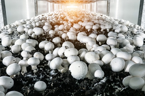 «Мастер Гриб» накормит страну шампиньонами. Мощность производства составит 20 тысяч тонн грибов в год