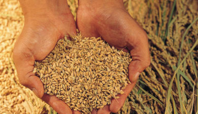 В Приморье завезли зараженное китайское зерно