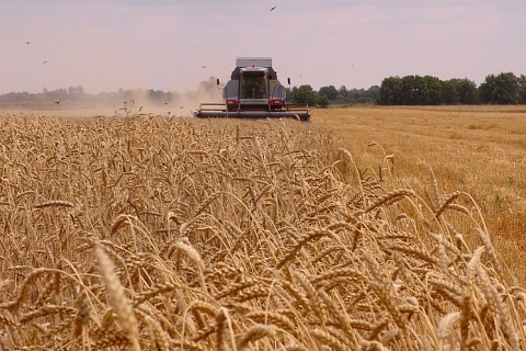 Минсельхоз США повысил прогноз урожая пшеницы в России