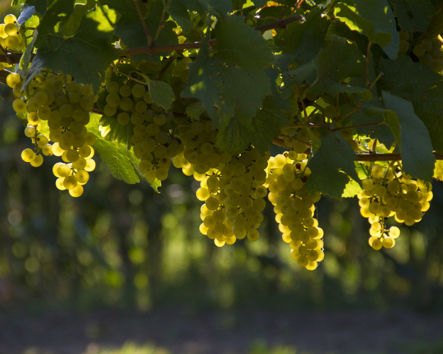 Повышающий коэффициент вычета акциза за виноград могут продлить
