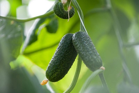 Минсельхоз планирует возобновить льготное кредитование строительства теплиц