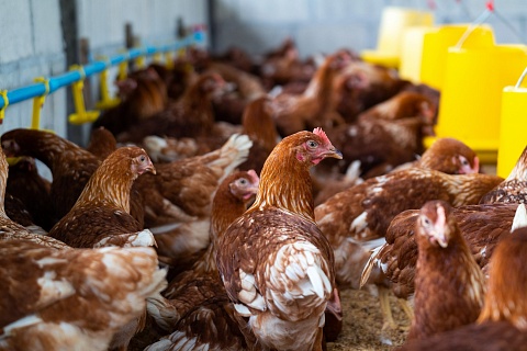 Производство мяса птицы в 2023 году может остаться на прошлогоднем уровне