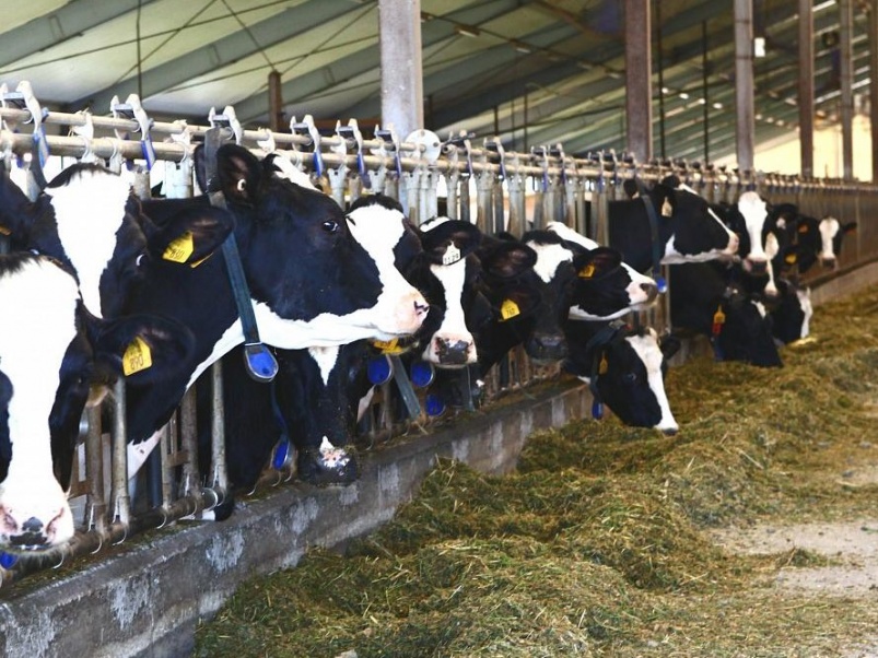 Умная ферма «Рассвета»: секреты прибыльного молочного производства