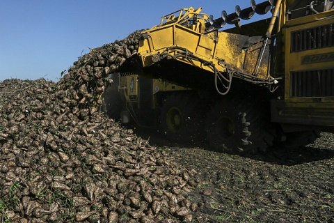 Завод «ЭкоНивы» выпустил 25 тысяч тонн сахара