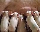 К 2020 году промышленное производство свинины увеличится на 20%