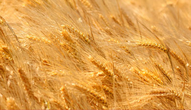 Омская обл. в 2011 г увеличит сбор зерна на 28,5%