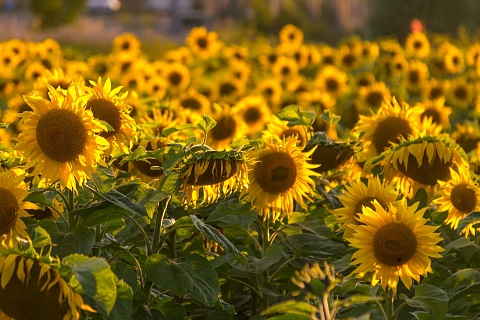 Экспортная пошлина на подсолнечное масло может вырасти