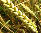 Производство пшеницы может упасть на 4%
