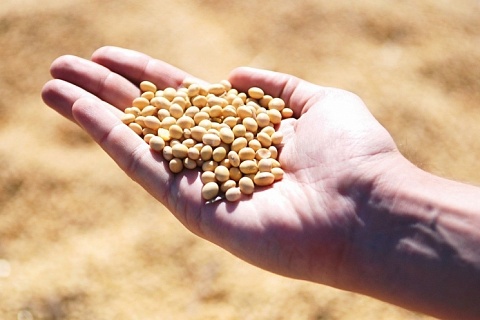 Правительство разрешило ввозить сою и шрот с ГМО без регистрации до 2022 года