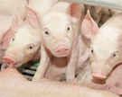 «Агро-Белогорье» планирует построить два свинокомплекса на Сахалине