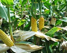 Экспорт кукурузы может увеличиться на 7%