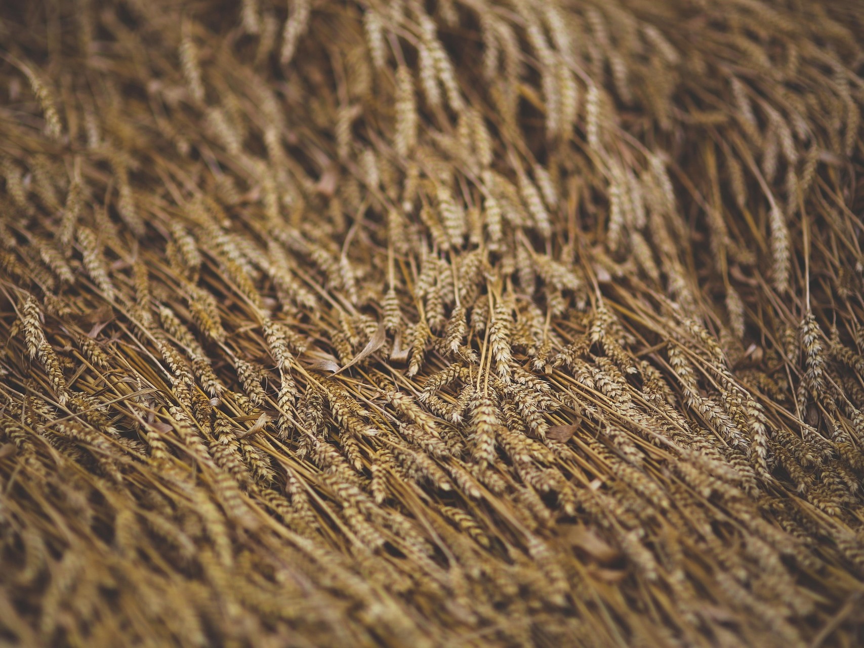 НТБ запускает спот-торги зерном