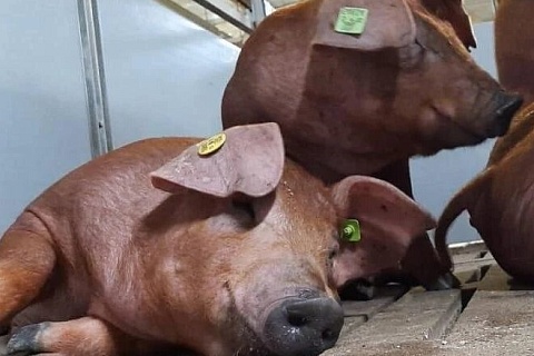 «Сибагро» завезла первых животных на белгородский свинокомплекс