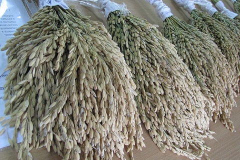 На Кубани снизится площадь сева риса