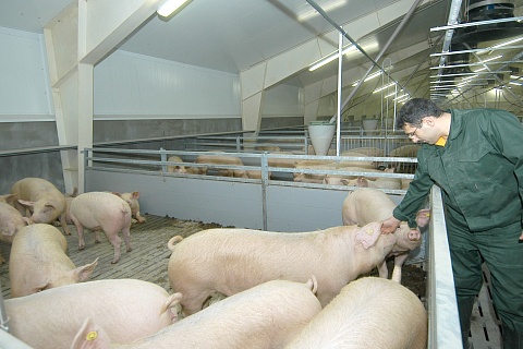 Себестоимость производства свинины возвращается на прошлогодний уровень