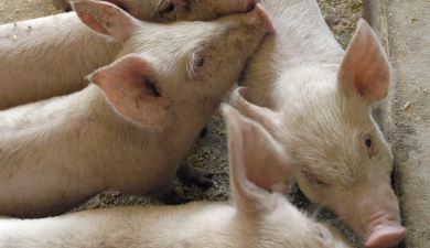 В ДонГАУ кормят свиней отходами