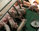 Сахалин привлек 6,2 млрд рублей на мясные проекты