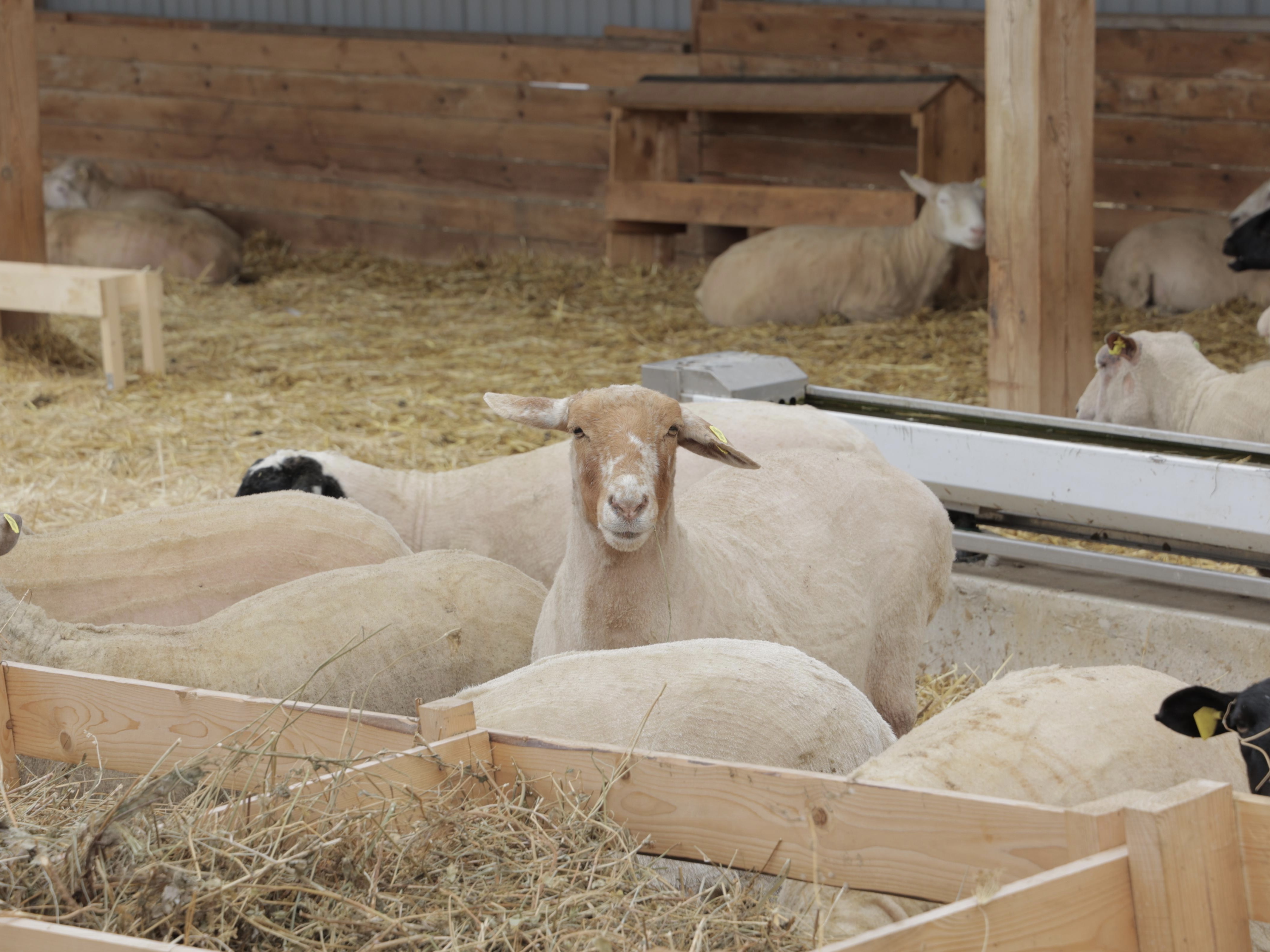 «Дамате» запустила первую очередь овцеводческого селекционно-генетического центра