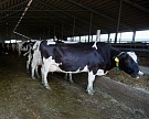 Рентабельность производства молока доходит до 20%