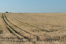 Минсельхоз США повысил прогноз урожая и экспорта российской пшеницы