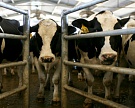 В России не хватает 1 млн коров