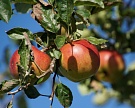 Польский производитель фруктов намерен локализовать производство в Калининграде