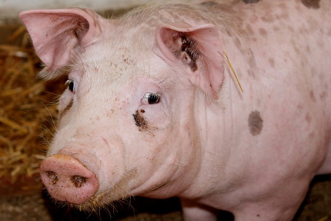 В мире может погибнуть 25% всех свиней