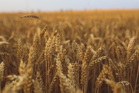 Экспортная стоимость российской пшеницы начала расти