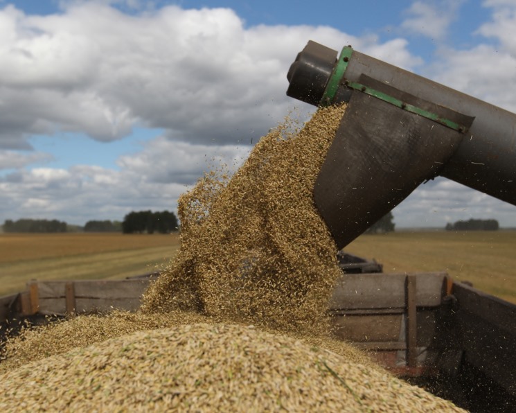 Валовой сбор зерна достиг 125 млн тонн