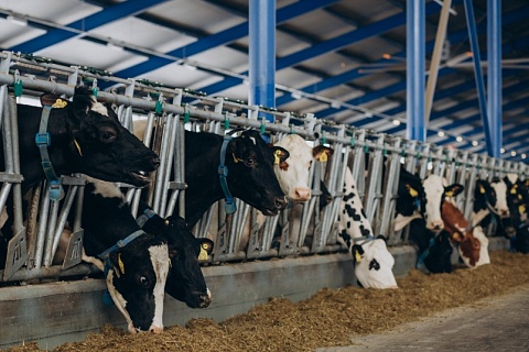 Минсельхоз: продуктивность коров нужно повысить на 16%