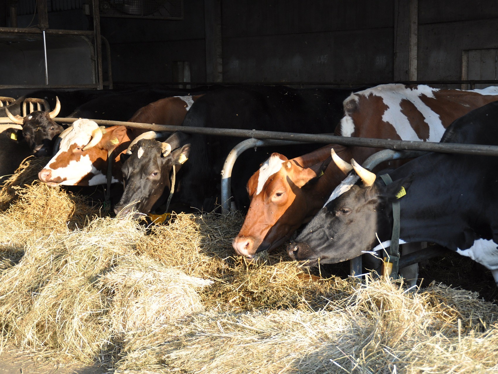 Дмитрий Патрушев: производство молока стало максимальным за 30 лет