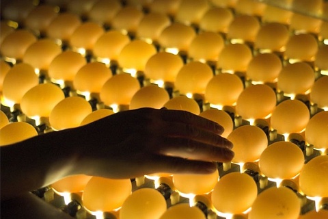 Россельхознадзор разрешил поставки инкубационных яиц с части фабрик Германии и Великобритании