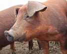 «Агро-Белогорье» увеличила производство свинины на 1,1%