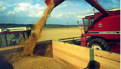 Собрано 67 млн т зерна