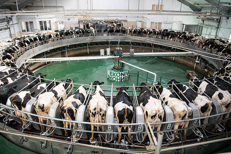 «ЭкоНива» поднялась на шесть позиций в рейтинге лидеров по продуктивности молочного стада