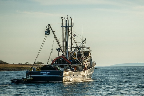 Рыбопромышленники предупредили о подорожании рыбы из-за повышения налога на вывоз топлива
