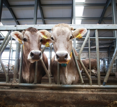 Россельхознадзор ограничил животноводческую продукцию из Европы